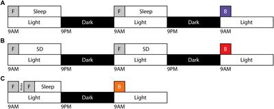 Necessity of Sleep for Motor Gist Learning in Mice